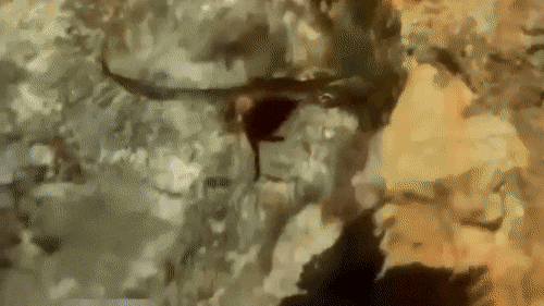 독수리의 힘 | 인스티즈