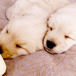 심장을 폭행하는 인절미들 | 인스티즈