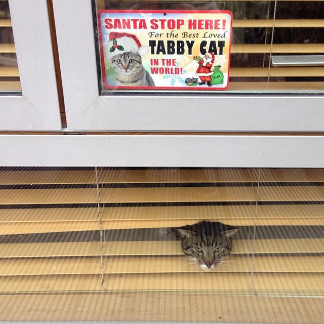 경고문이 있는 곳에 고양이가 있다 | 인스티즈