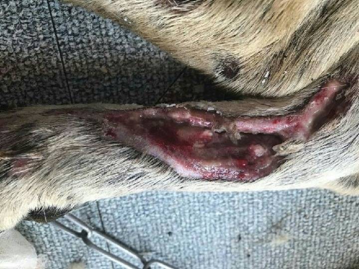 살이 파져나갈정도로 다리가 아픈 강아지 '성모' 도와주세요ㅠㅠ (혐오주의) | 인스티즈