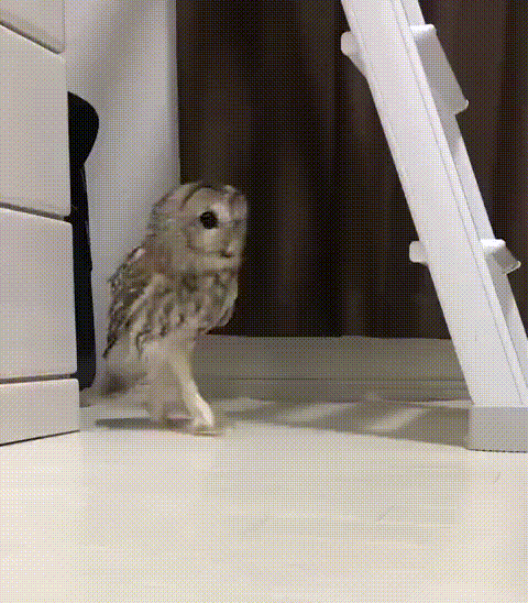 살금살금.gif | 인스티즈