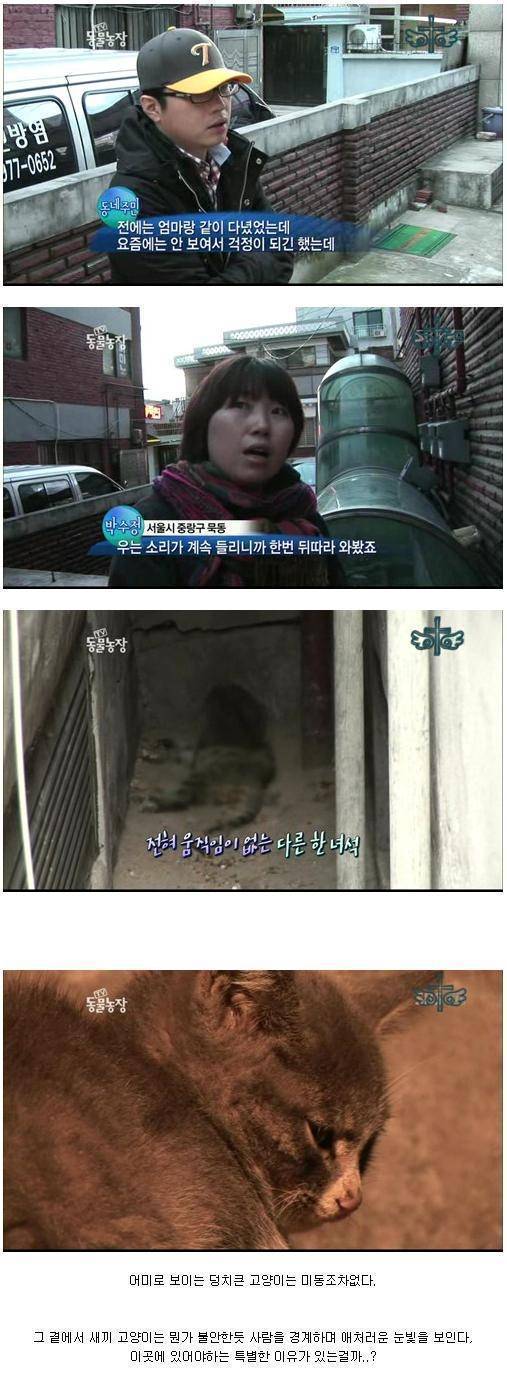 화제의 동물농장 새끼고양이.. | 인스티즈