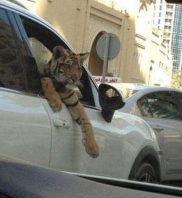 맹수 전성시대.gif | 인스티즈