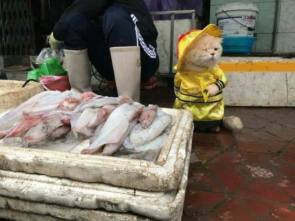 시장에서 고양이가 생선을 판다? | 인스티즈