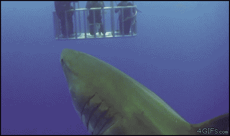 상어 똥사는 장면.gif | 인스티즈