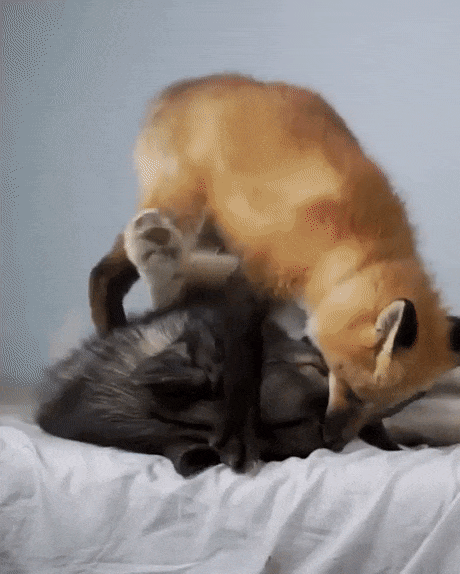 성가신 녀석 | 인스티즈