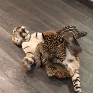 털리는 호냥이.gif | 인스티즈