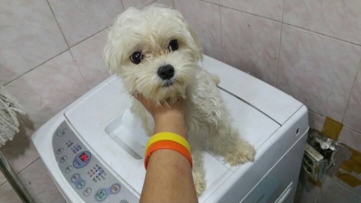 유기견에 대한 이야기 | 인스티즈