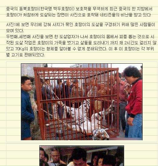 약혐 대륙의 호랑이 도살 | 인스티즈