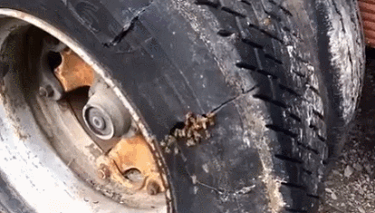 타이어 속 벌집.gif | 인스티즈