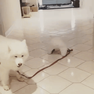 무자비하게 개를 끌고가는 견주.gif | 인스티즈