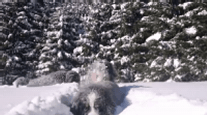 댕댕이 원정대 | 인스티즈