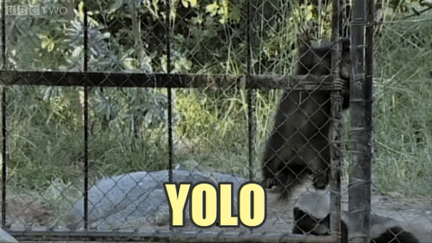 지구상에서 가장 겁없는 동물 | 인스티즈