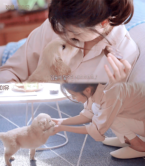 아이유와 강아지들.gif | 인스티즈