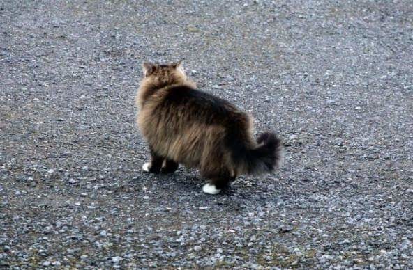 먹잇감이 없자 고양이를 사냥감으로 노린 여우 | 인스티즈