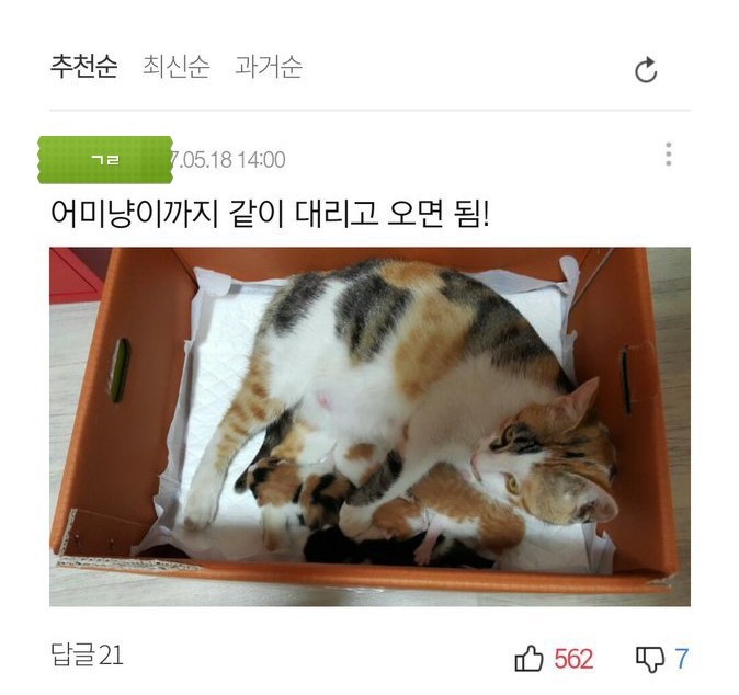 새끼고양이를 함부러 냥줍하지마세염 | 인스티즈