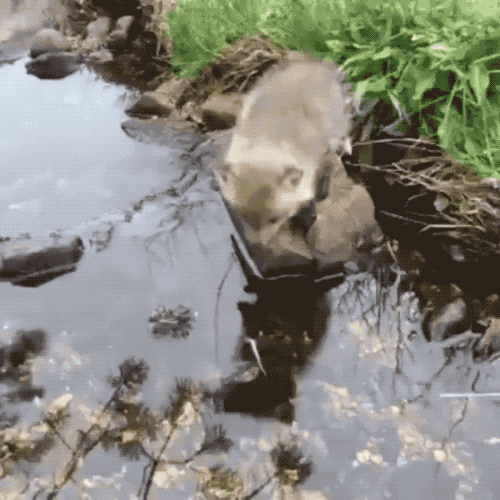 아기여우의 놀라운 점프력!!!.gif | 인스티즈