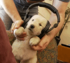 심장을 폭행하는 인절미들 | 인스티즈