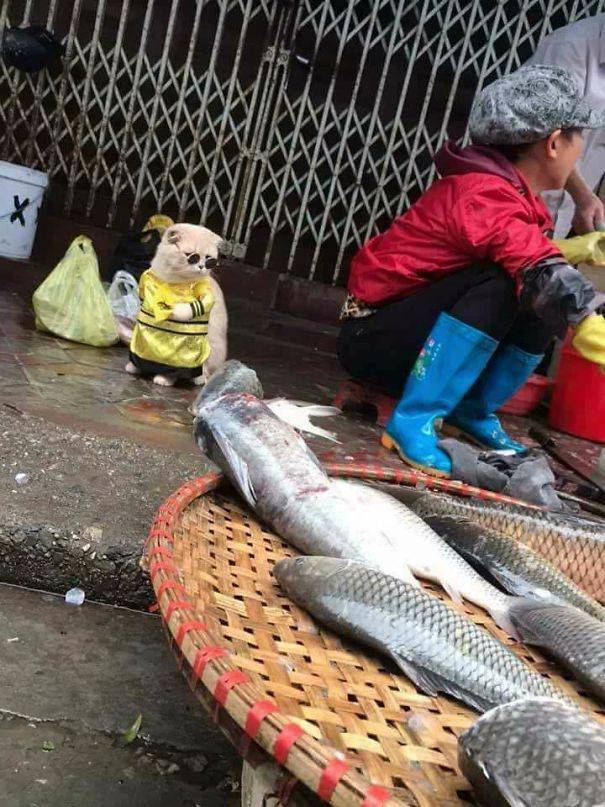 시장에서 고양이가 생선을 판다? | 인스티즈