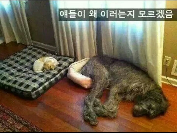 강아지들을 키우고 싶은 이유 | 인스티즈