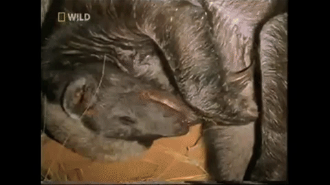 지구상에서 가장 겁없는 동물 | 인스티즈