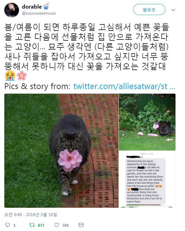 매해 봄 여름마다 가장 예쁜 꽃을 고심해 고른 뒤 선물하는 고양이 | 인스티즈