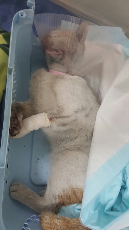 안녕하세요 카페에서 감사한 분들께 교통사고 당한 고양이 치료비 후원받고있는 본인입니다 | 인스티즈