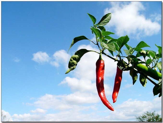 이틀굶은뒤 한끼먹어야한다면 | 인스티즈