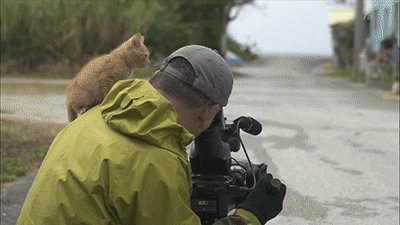 고양이가 위험한이유.... | 인스티즈
