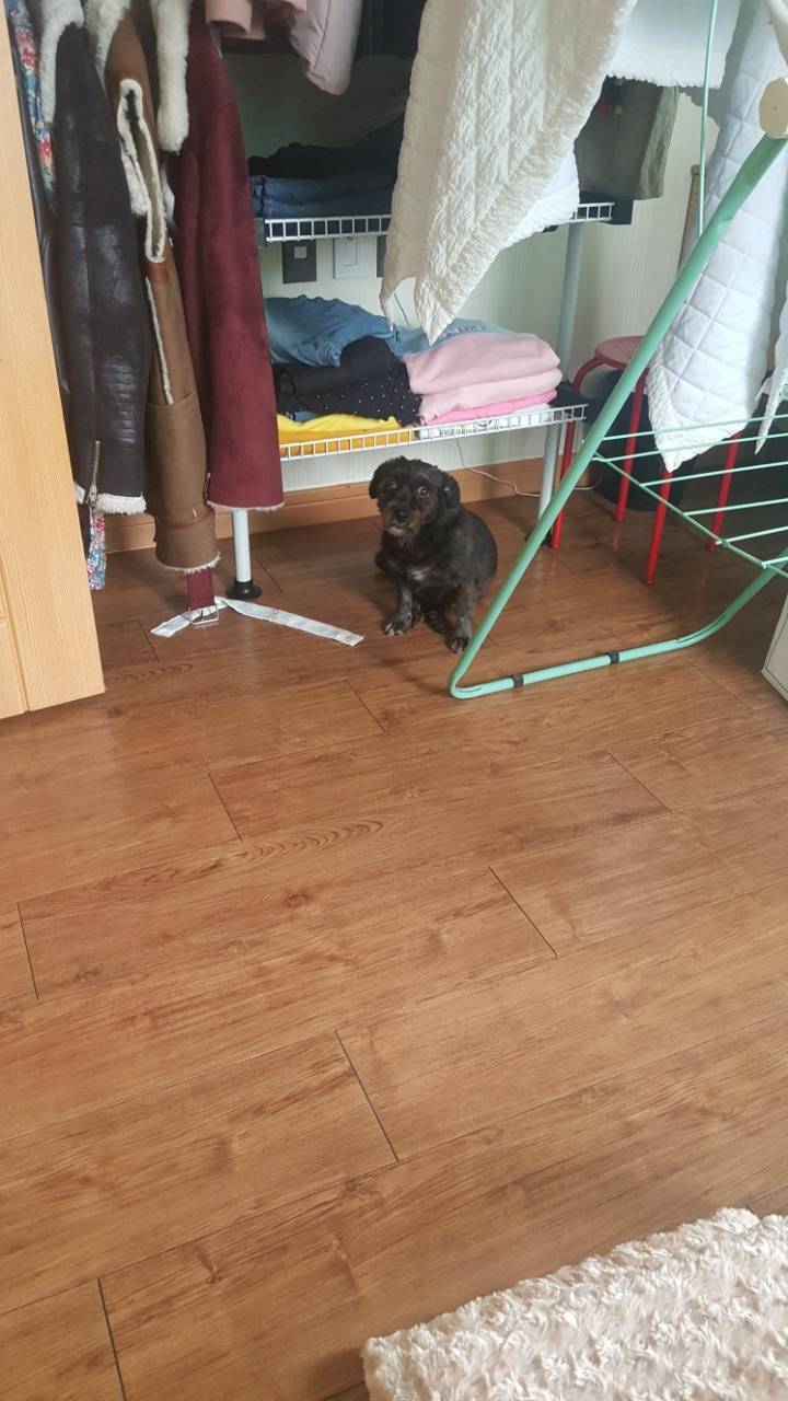 우리집 강아지를 잃어버렸어..꼭좀 봐줘ㅠㅠ | 인스티즈