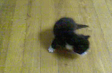 고양이 새끼들 .gif | 인스티즈