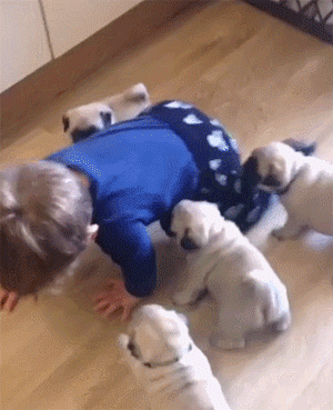 주인의 걸음마를 돕는 강아지들.gif | 인스티즈