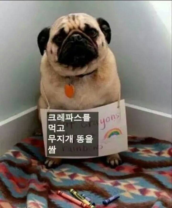 강아지들을 키우고 싶은 이유 | 인스티즈