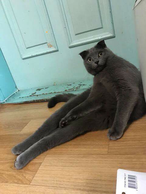 고양이 있는 친구 집에 놀러가면 생기는 일 | 인스티즈