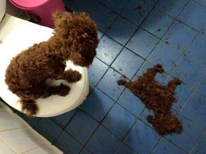 털 깍고 자기털이 무서워서 못 내려옴 | 인스티즈