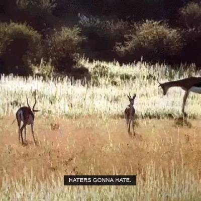 [데이터주의9Mb] 초식동물 가젤의 위엄 | 인스티즈