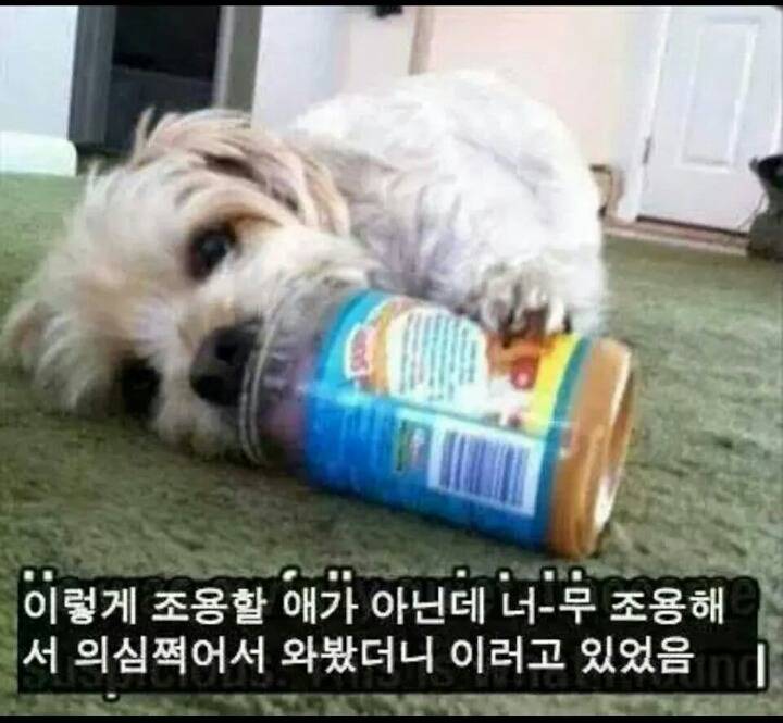 강아지들을 키우고 싶은 이유 | 인스티즈