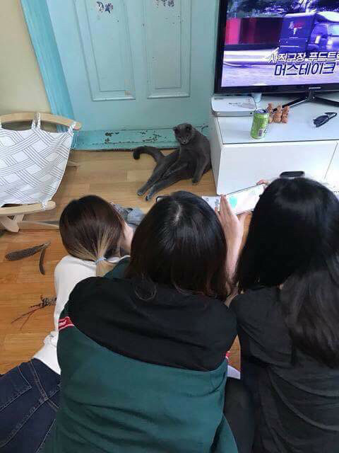 고양이 있는 친구 집에 놀러가면 생기는 일 | 인스티즈