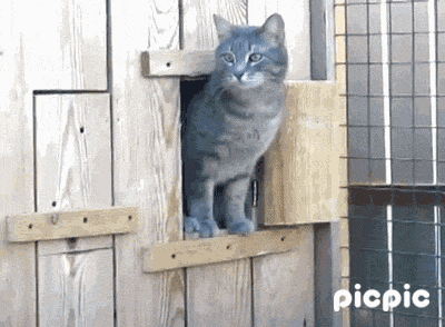 귀여운 동물들 | 인스티즈