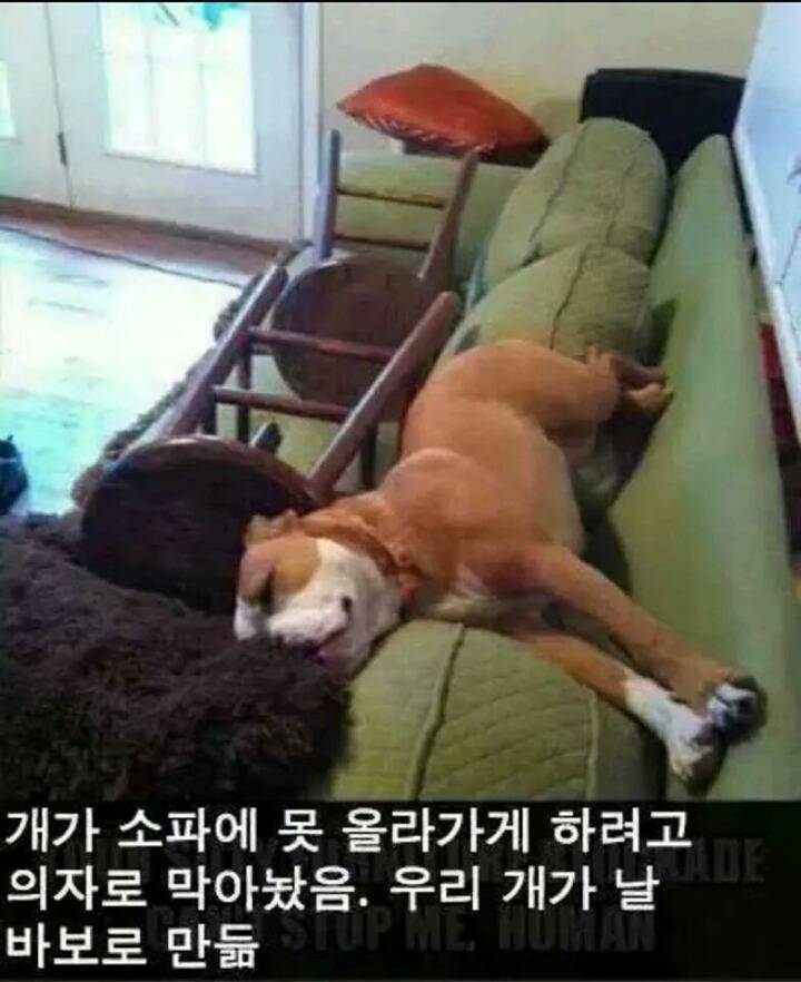 강아지들을 키우고 싶은 이유 | 인스티즈