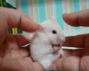 귀여운 동물들 | 인스티즈