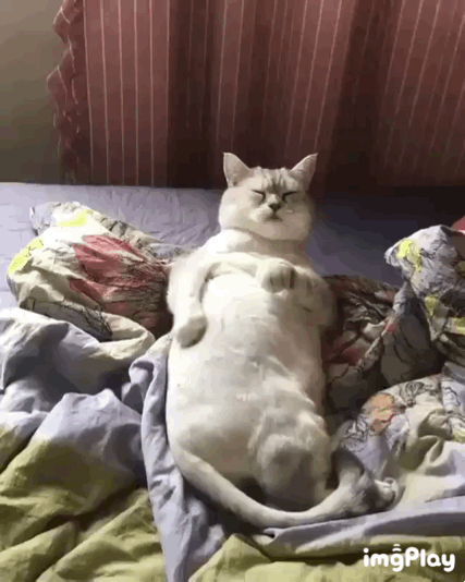 잠꼬대하는 뚱냥이.gif | 인스티즈