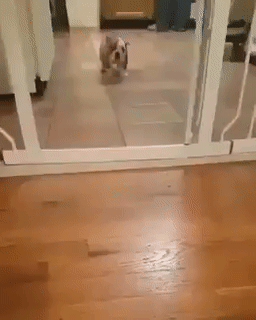 다소 폭력적으로 문지방을 뛰어다니는 강아지.gif | 인스티즈