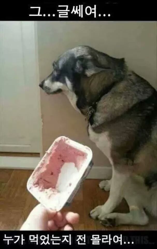 강아지들을 키우고 싶은 이유 | 인스티즈