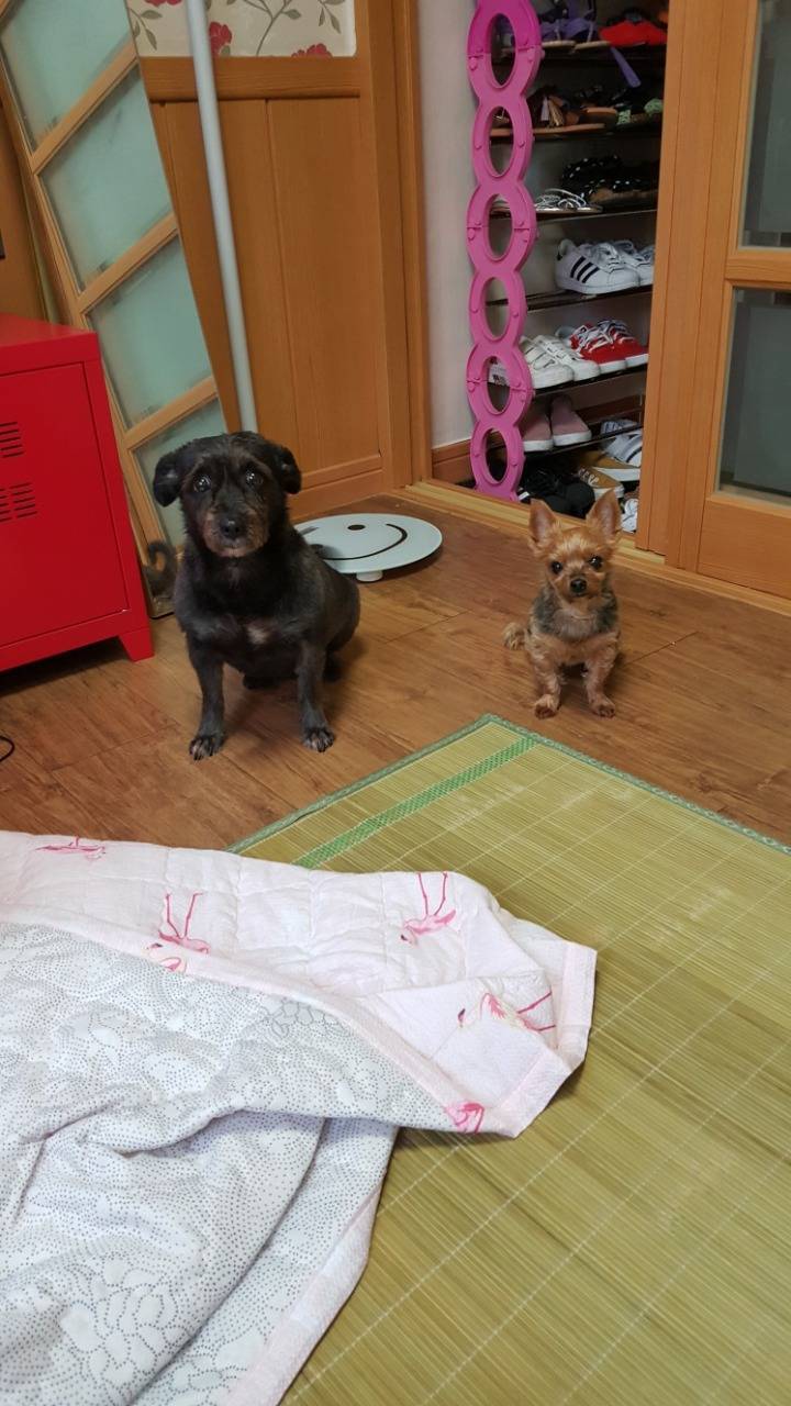 우리집 강아지를 잃어버렸어..꼭좀 봐줘ㅠㅠ | 인스티즈