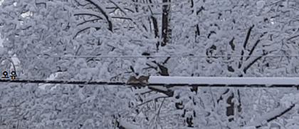 제설다람쥐.gif | 인스티즈