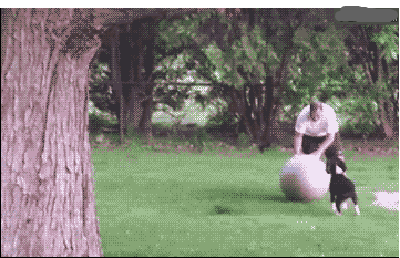 개 회전.. | 인스티즈