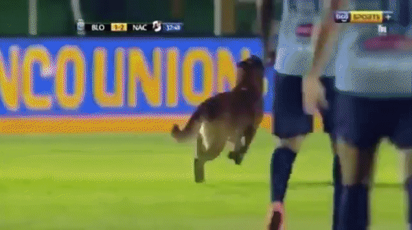 개현란한 드리블.gif | 인스티즈