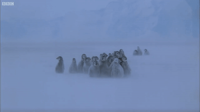 혹독한 남극의 겨울을 견디는 펭귄 새끼들 | 인스티즈