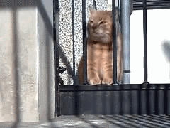 돼냥이 .GIF | 인스티즈